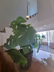 Leonie Gardens (D9), Condominium #403776931